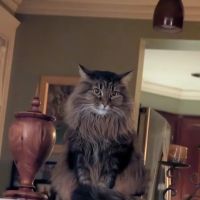 Vetco Vaccination Clinic ico