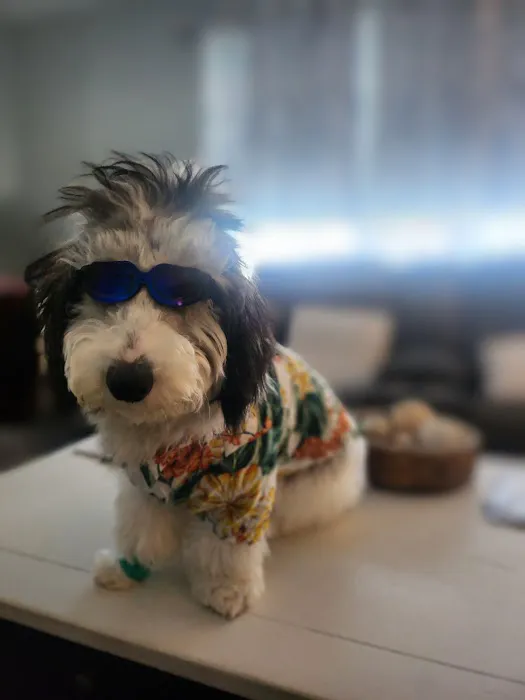 Perfect Pup Inc Picture 1