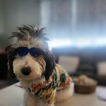 Perfect Pup Inc