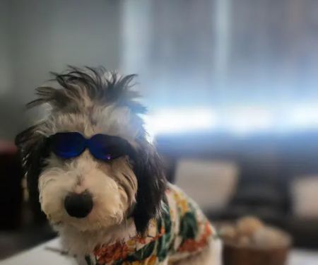 Perfect Pup Inc