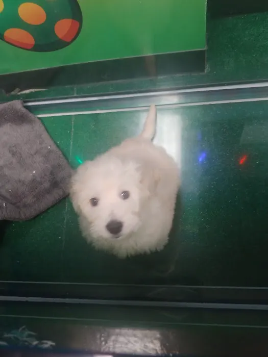 Perfect Pup Inc Picture 7