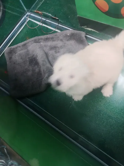 Perfect Pup Inc Picture 6