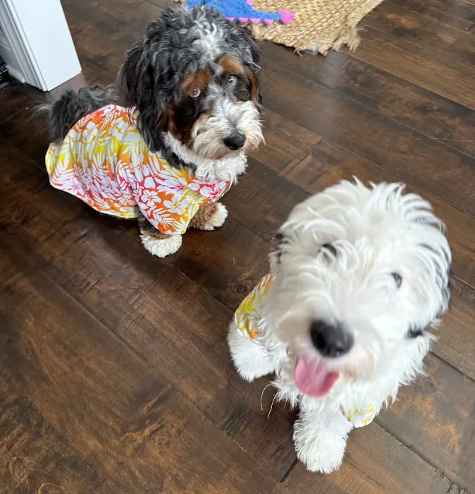 Perfect Pup Inc Picture 8