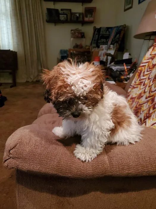 Perfect Pup Inc Picture 3