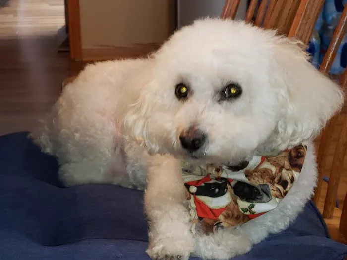 Perfect Pup Inc Picture 2