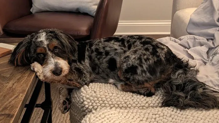 Perfect Pup Inc Picture 4