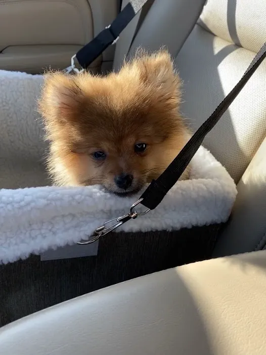 Perfect Pup Inc Picture 10