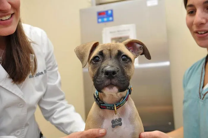 Portsmouth Veterinary Clinic Picture 8
