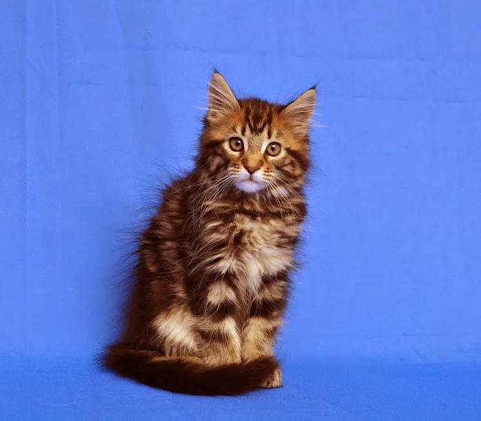 Portsmouth Veterinary Clinic Picture 9