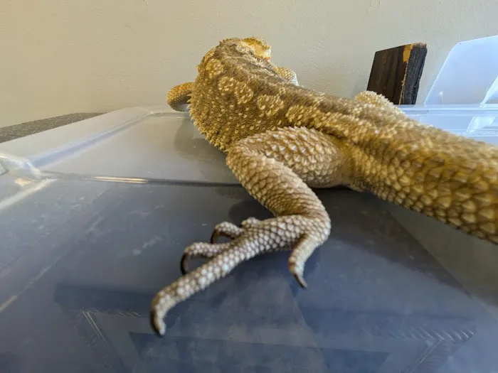 Critters Pet Shop Picture 5