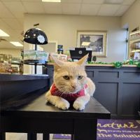 Critters Pet Shop ico