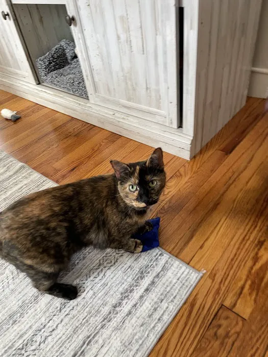 City Kitty Veterinary Care for Cats Picture 3