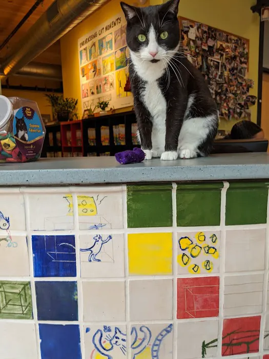City Kitty Veterinary Care for Cats Picture 10