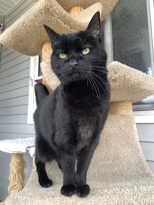 City Kitty Veterinary Care for Cats Picture 7
