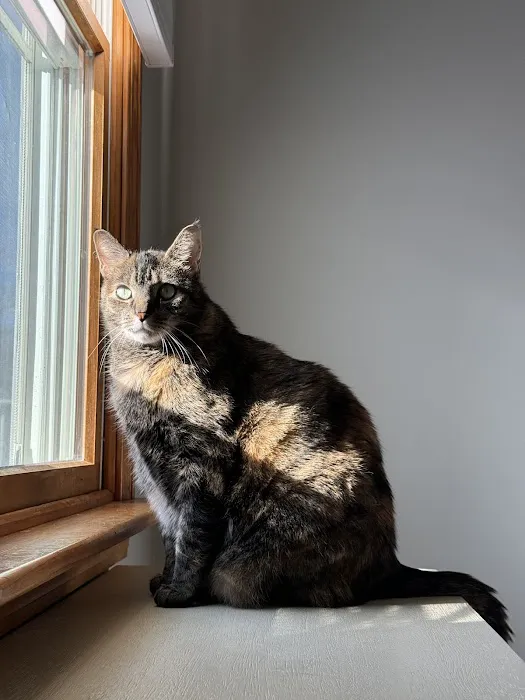 City Kitty Veterinary Care for Cats Picture 6