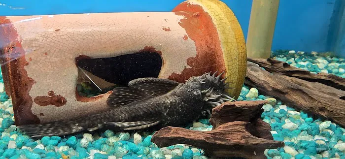 Great Lakes Aquarium House Picture 6