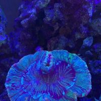 Smokin 3D Reefer LLC ico