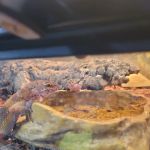 Exotic Aquatics and Pets
