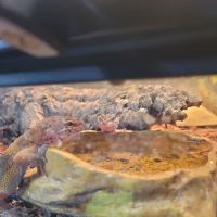 Exotic Aquatics and Pets ico