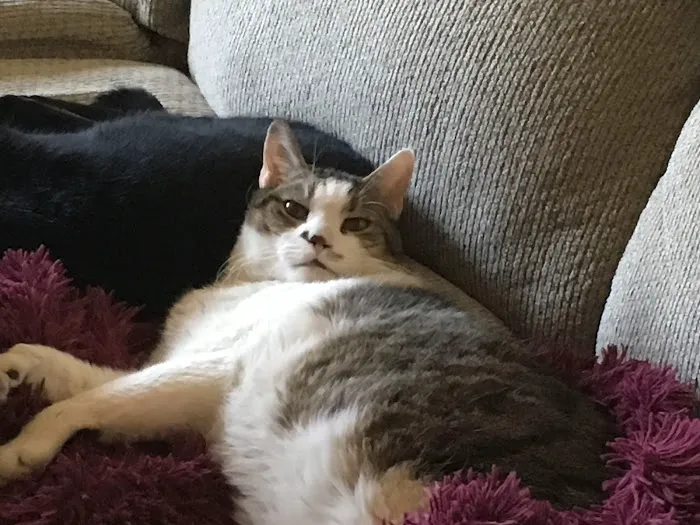 Bayside Veterinary Care Picture 7