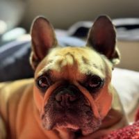 Bayside Veterinary Care ico