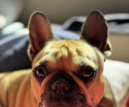 Bayside Veterinary Care