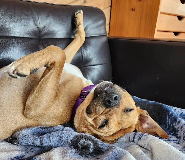 Bayside Veterinary Care Picture 6