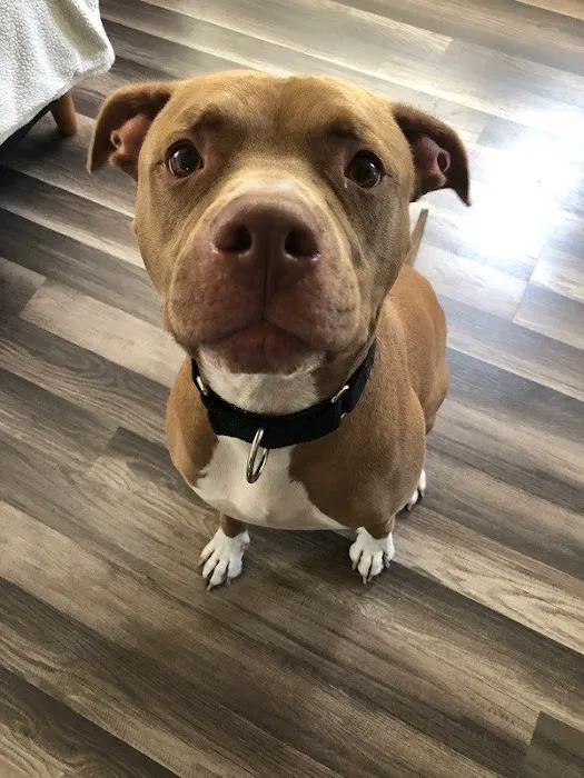 Bayside Veterinary Care Picture 4