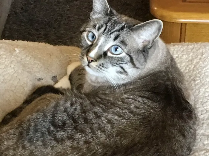 Bayside Veterinary Care Picture 5