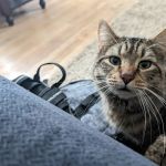 Veterinary Urgent Care Center - East Providence