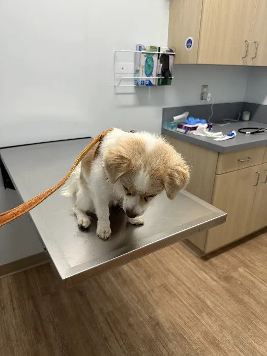 Veterinary Urgent Care Center - East Providence Picture 4