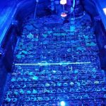 JJ Reefs