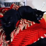 East Bay Animal Hospital