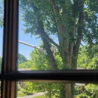 The Pug Penpal Project ico