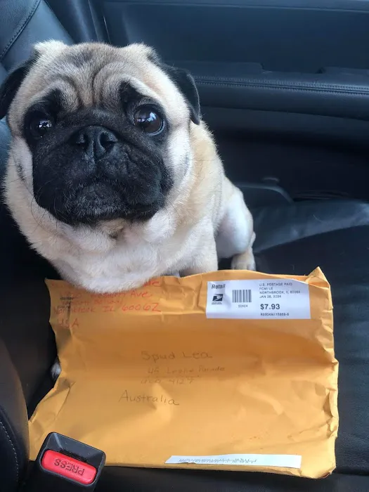 The Pug Penpal Project Picture 3