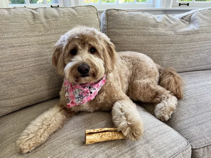 Kriser's Natural Pet Picture 10