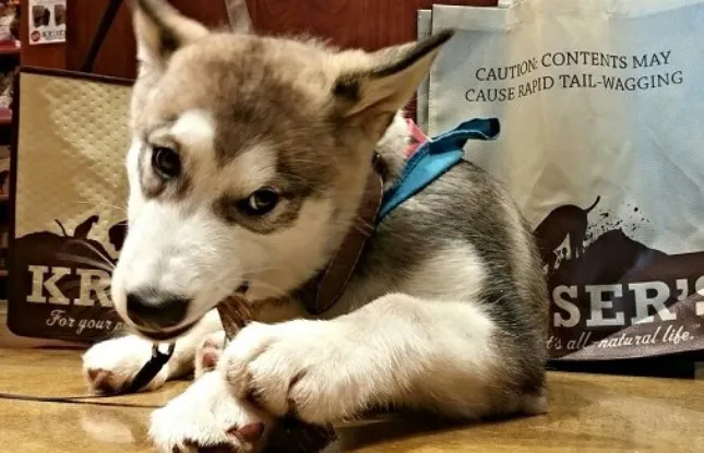 Kriser's Natural Pet Picture 6