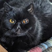 Abbott Animal Hospital ico