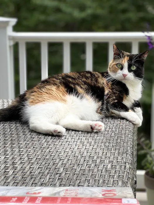 Bristol County Veterinary Hospital Picture 2