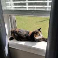 Bristol County Veterinary Hospital ico