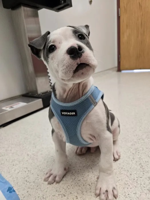 Bristol County Veterinary Hospital Picture 6