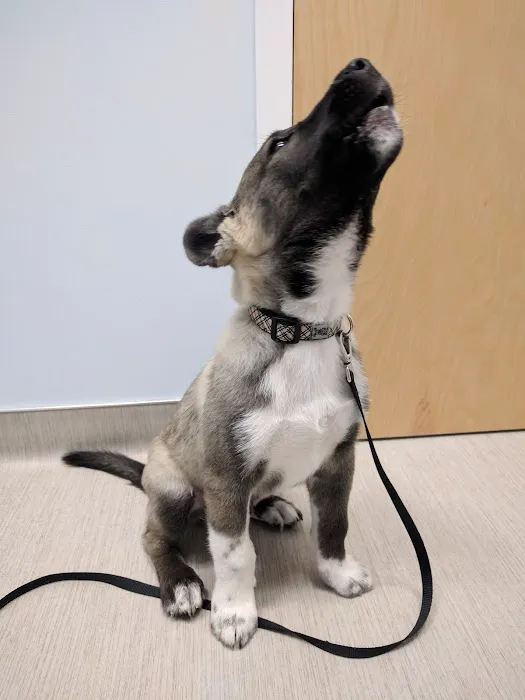 Vitality Veterinary of Swansea Picture 1
