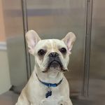 Ferguson Animal Hospital: Mcclure Lorens Christina DVM