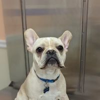 Ferguson Animal Hospital: Mcclure Lorens Christina DVM ico