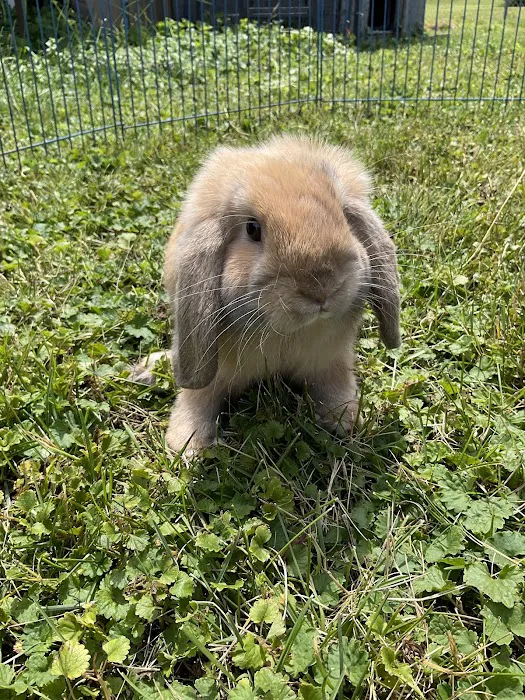 3 Rivers Pets Picture 5