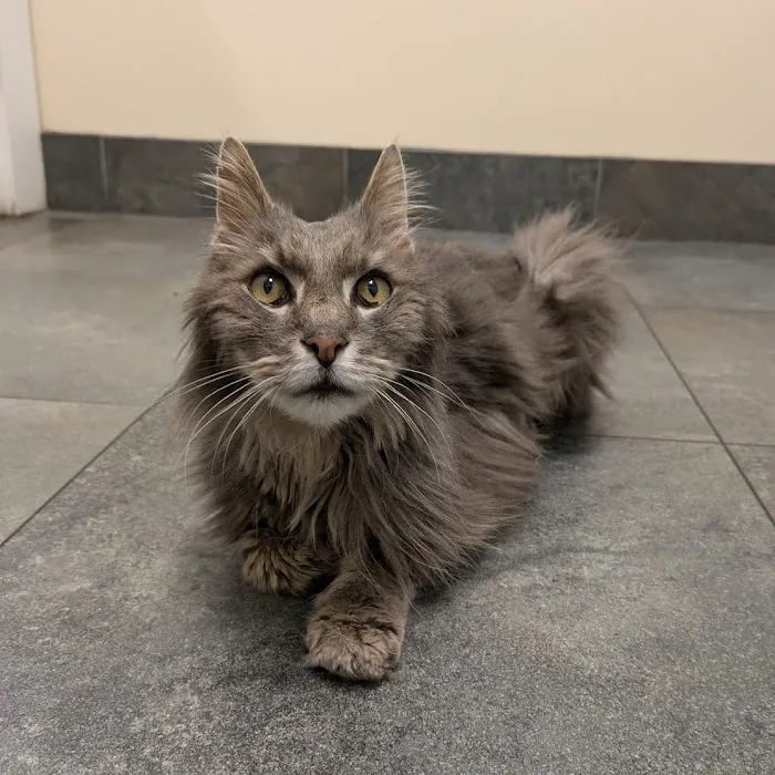 Ferguson Animal Hospital Picture 6