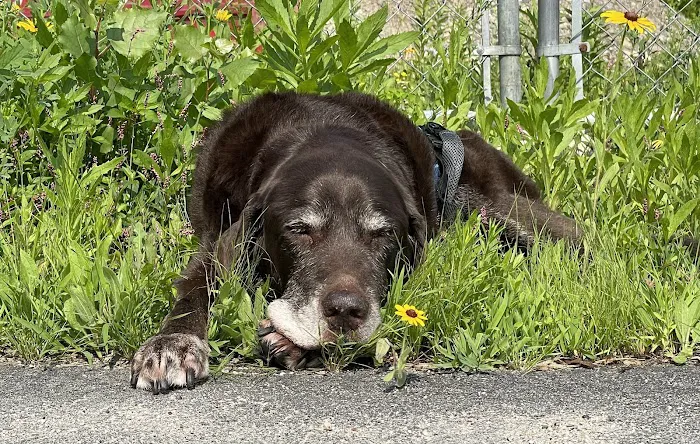 Ferguson Animal Hospital Picture 9