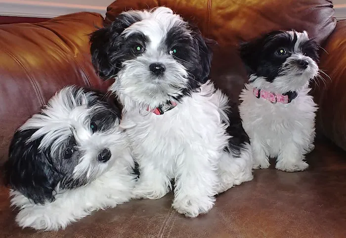 Raw Pet Products Picture 1