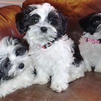 Raw Pet Products ico