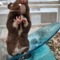 Petco ico